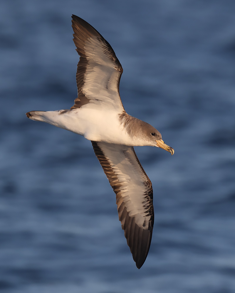 Cory's shearwater